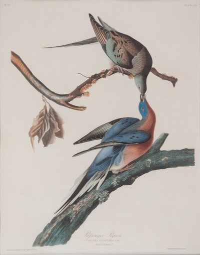 Pigeon migrateur - John James Audubon